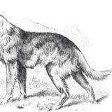 Foto van Dutchshepherdteam
