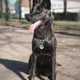 Foto van Dutchshepherdteam