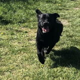 The Flying Dutchman, Finn