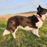 Foto van Bush dog