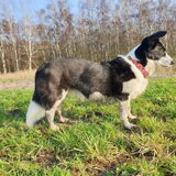 Foto van Bush dog