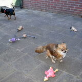 Balou had het al erg snel koud dus zijn we weer naar binnen gegaan.
