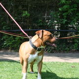 nu wor ik jaloers zit i weer bij een andere hond rrrrrrrrrrrrrrrrr