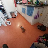 Simba, Cutie en Pompoen, de heilige drievuldigheid.. hopelijk blijft…