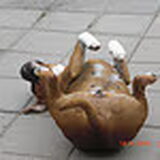 Foto van chico