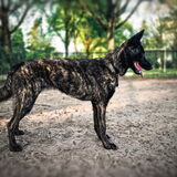 Foto van Dutchshepherdteam