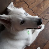 Foto van Cécé & Cosmo