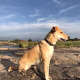 Foto van Murphy