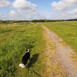Foto van Bush dog