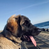 Foto van Britt, Maui & Fanu ~