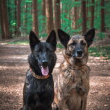 Foto van Dutchshepherdteam