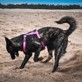 Foto van Dutchshepherdteam