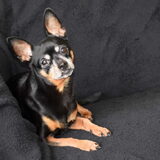 Balou shoot.