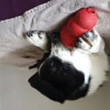 Foto van Bush dog