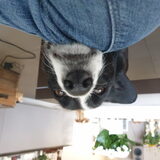 Foto van Bush dog
