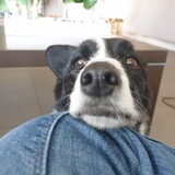 Foto van Bush dog
