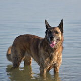 Foto van Dutchshepherdteam