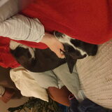 Foto van Bush dog
