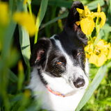 Foto van Bush dog