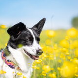Foto van Bush dog