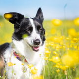 Foto van Bush dog