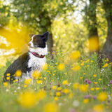 Foto van Bush dog