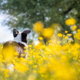 Foto van Bush dog