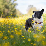 Foto van Bush dog
