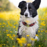 Foto van Bush dog