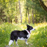 Foto van Bush dog
