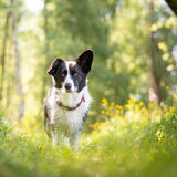 Foto van Bush dog
