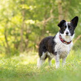 Foto van Bush dog