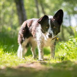 Foto van Bush dog