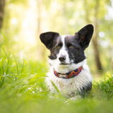 Foto van Bush dog