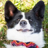 Foto van Bush dog