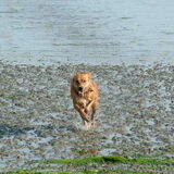 Foto van Sandra, Midas en Roosje