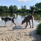 Foto van Ellen, vrouwtje van Noortje
