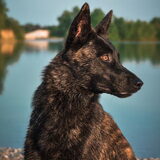 Foto van Dutchshepherdteam