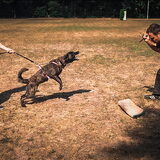 Foto van Dutchshepherdteam