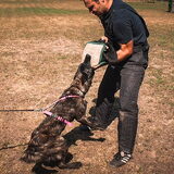 Foto van Dutchshepherdteam