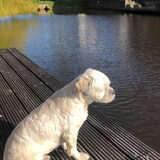 Conan 6 jaar (Lhasa Apso)