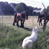 Foto van Cécé & Cosmo