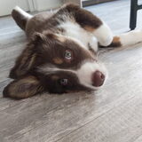 Foto van Puck & Fenrir