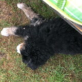 Foto van Cindy en Berner vriend Joep