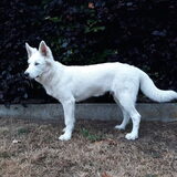 Foto van Cécé & Cosmo