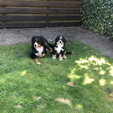Emma en Bruno, dol op elkaar!
