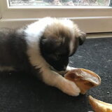 Foto van monique