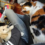 De kat is nog wel eng hoor