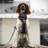 Foto van Puck