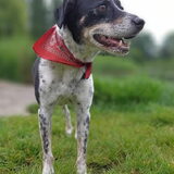 Foto van Ellen, vrouwtje van Noortje